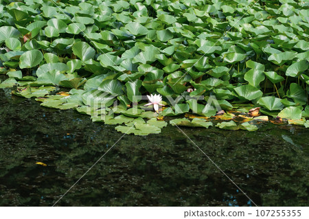 lotus leaves completely cover the surface of the water, pure flowers rise from the swamp mud lotus leaves completely cover the surface of the water, pure flowers rise from the swamp mud 107255355
