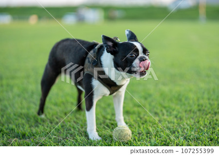 Boston Terrier Boston Terrier 107255399