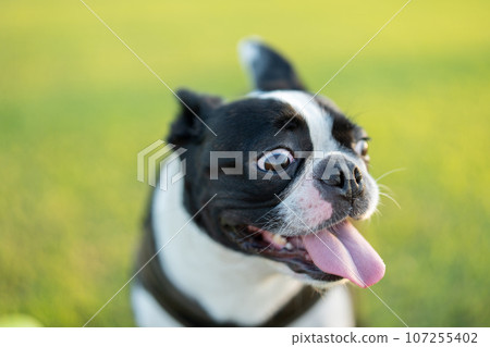 Boston Terrier 107255402