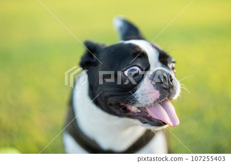 Boston Terrier 107255403
