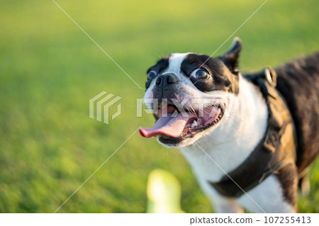 Boston Terrier 107255413