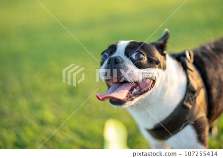Boston Terrier 107255414