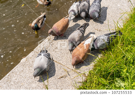 Brown and gray pigeons peck millet on the concrete embankment Brown and gray pigeons peck millet on the concrete embankment 107255533