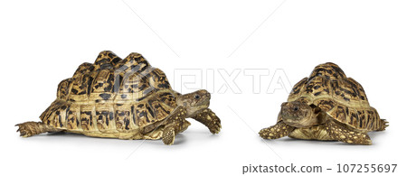 Leopard Tortoise on white background 107255697