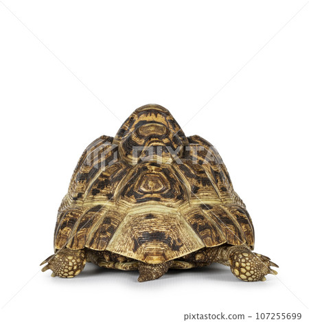 Leopard Tortoise on white background Leopard Tortoise on white background 107255699