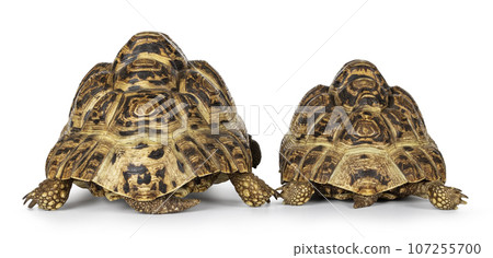 Leopard Tortoise on white background 107255700