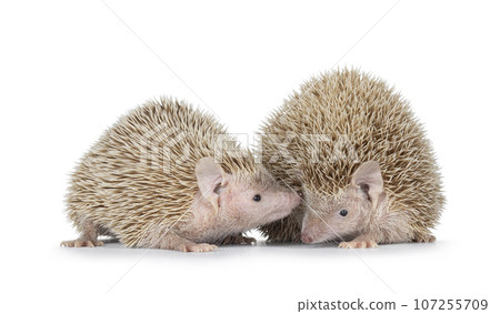 Lesser Tenrecs on white background 107255709