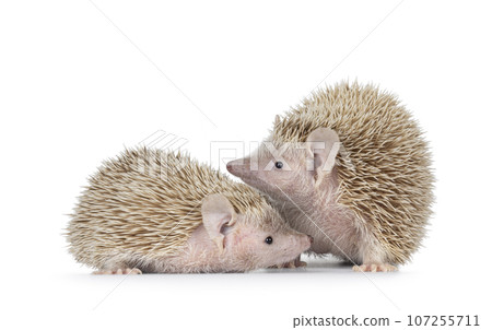 Lesser Tenrecs on white background 107255711