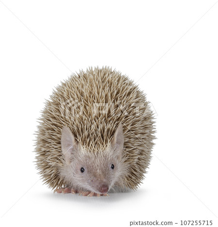 Lesser Tenrec on white background 107255715
