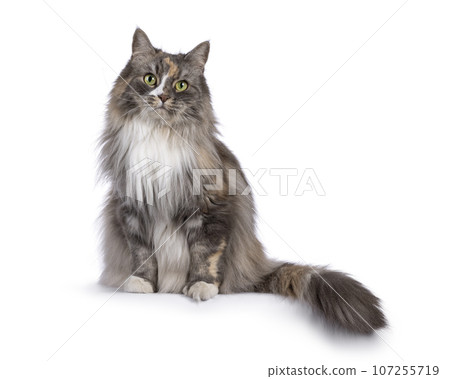 Adult cat on white background 107255719