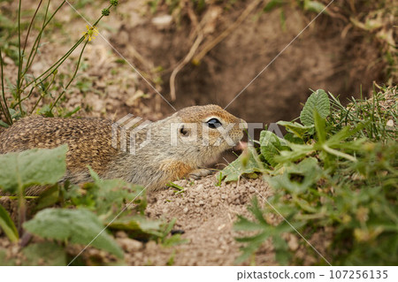 ground squirrel in wild, close-up, blurred background, rodent in grass ground squirrel in wild, close-up, blurred background, rodent in grass 107256135