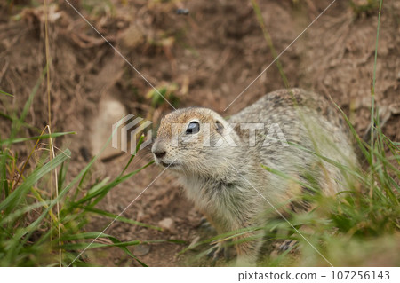 ground squirrel in wild, close-up, blurred background, rodent in grass ground squirrel in wild, close-up, blurred background, rodent in grass 107256143
