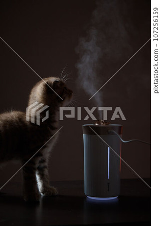 Little red kitten sits and looks at the white steam that comes out of the humidifier Little red kitten sits and looks at the white steam that comes out of the humidifier 107256159