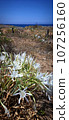 White wild sea daffodil flower in beach sand dune, the sea coast landscape of Sardinia, sky horizon line 107256160