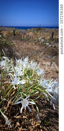 White wild sea daffodil flower in beach sand dune, the sea coast landscape of Sardinia, sky horizon line White wild sea daffodil flower in beach sand dune, the sea coast landscape of Sardinia, sky horizon line 107256160