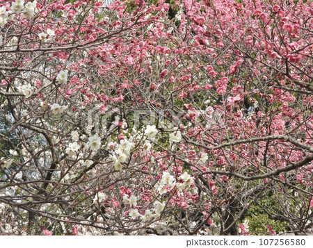 Red plum · white plum Red plum · white plum 107256580