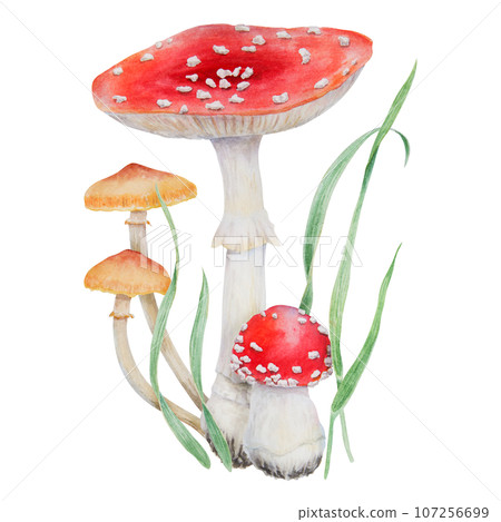 Red fly agaric, Galerina marginata and green grass. Watercolor hand drawn realistic botanical illustration with Amanita muscaria, Poisonius mushrooms clip art for eco goods, cards, posters, prints Red fly agaric, Galerina marginata and green grass. Watercolor hand drawn realistic botanical illustration with Amanita muscaria, Poisonius mushrooms clip art for eco goods, cards, posters, prints 107256699
