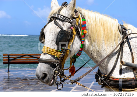 Portrait of a horse for tourists in the port of the Greek city of Chania 107257139