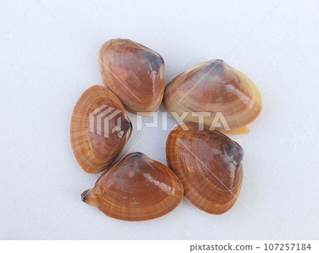 活綠山羊白色背景 活綠山羊白色背景 107257184