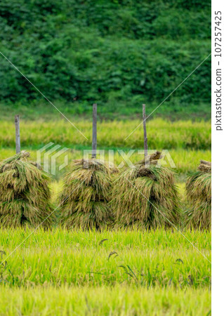 Rice field being dried after harvesting 107257425