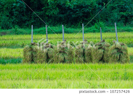 Rice field being dried after harvesting 107257426