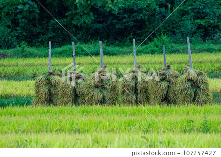 Rice field being dried after harvesting 107257427