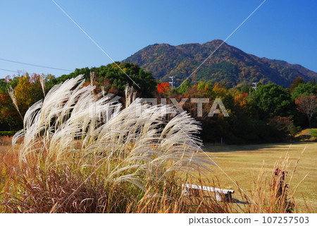 潘帕斯草和秋山在風中搖曳 潘帕斯草和秋山在風中搖曳 107257503