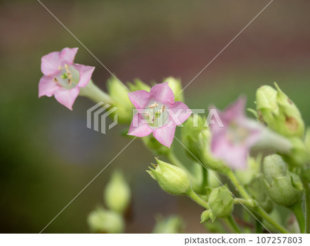 香煙花 香煙花 107257803