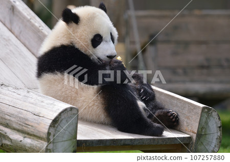 Yuhama eating a snack deliciously Yuhama eating a snack deliciously 107257880