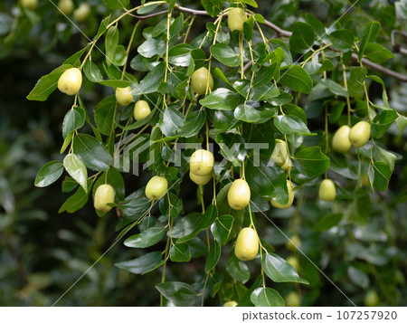 Fruit of jujube Fruit of jujube 107257920