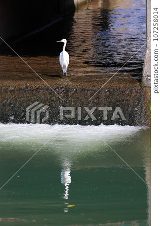 Shirasugi瞄準食物 107258014