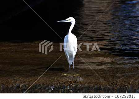 Shirasugi瞄準食物 Shirasugi瞄準食物 107258015