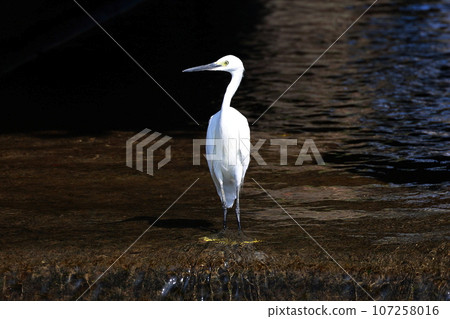 Shirasugi瞄準食物 107258016