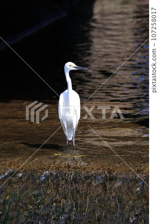 Shirasugi瞄準食物 Shirasugi瞄準食物 107258017