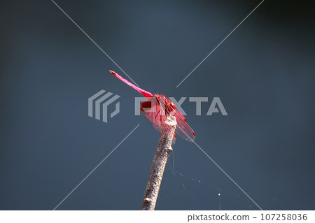 Red dragonfly in autumn Red dragonfly in autumn 107258036