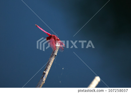 Red dragonfly in autumn Red dragonfly in autumn 107258037