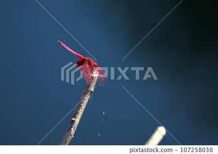 Red dragonfly in autumn Red dragonfly in autumn 107258038