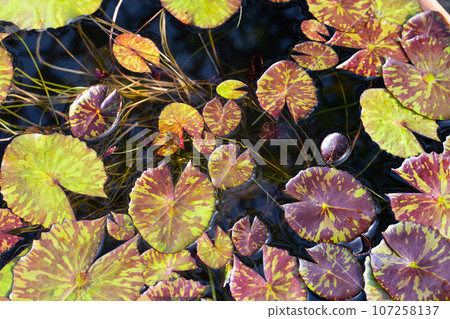 Beautiful water lily purple leaves Beautiful water lily purple leaves 107258137