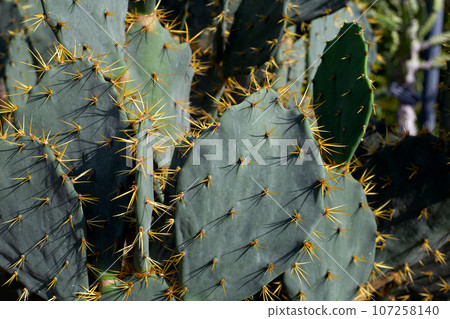 Opuntia elatior Mill. Red-flowered Prickly Pear Opuntia elatior Mill. Red-flowered Prickly Pear 107258140