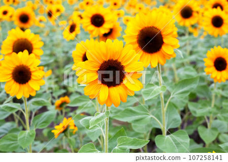 Sunflower field, Beautiful summer landscape. Sunflower field, Beautiful summer landscape. 107258141