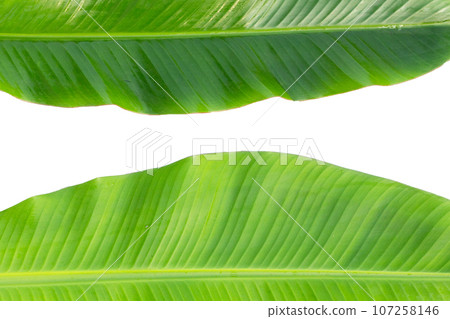Fresh banana leaves on white background. 107258146