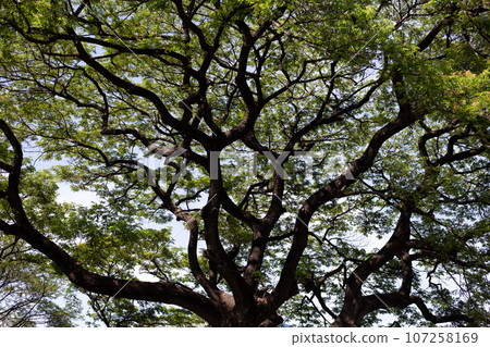 Rain tree. Samanca Saman (Jacq) Merr. Rain tree. Samanca Saman (Jacq) Merr. 107258169