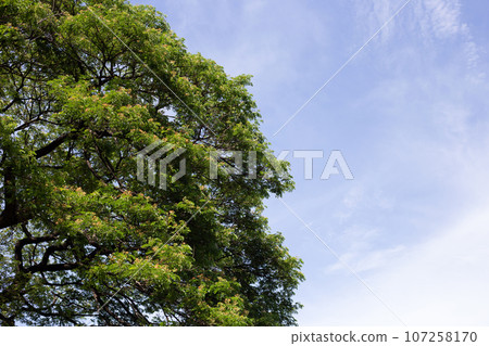 Rain tree. Samanca Saman (Jacq) Merr. Rain tree. Samanca Saman (Jacq) Merr. 107258170