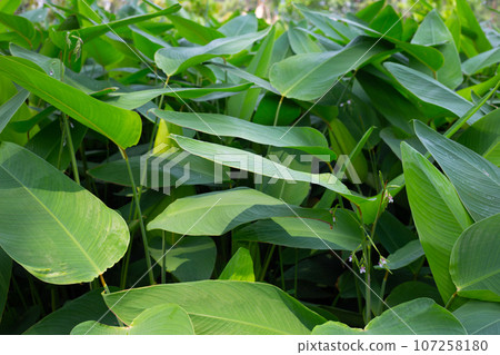 Thalia dealbata plant in the park 107258180
