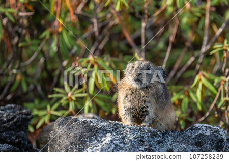 A cute pika that appeared on the rocky area A cute pika that appeared on the rocky area 107258289