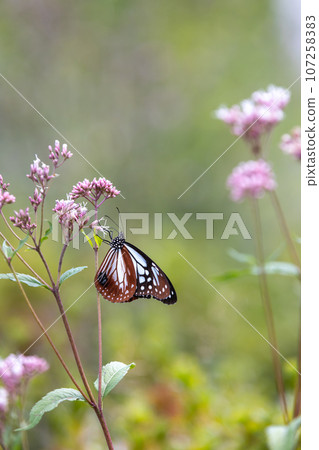 Asagi Madara sucking nectar from Fuji Bakama Asagi Madara sucking nectar from Fuji Bakama 107258383