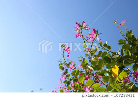 Bauhinia purpurea tree with pink flower Bauhinia purpurea tree with pink flower 107258431