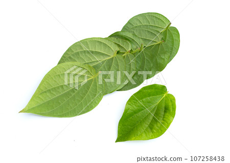 Green betel leaves, Fresh piper betle on white background Green betel leaves, Fresh piper betle on white background 107258438