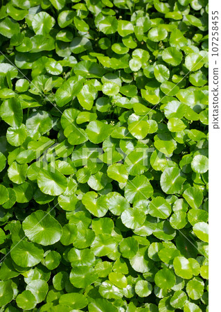 Centella asiatica (gotu kola). Fresh green leaves herb background. 107258455