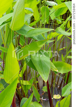 Alligator Flag, Water Canna (Thalia geniculata L.) Alligator Flag, Water Canna (Thalia geniculata L.) 107258464
